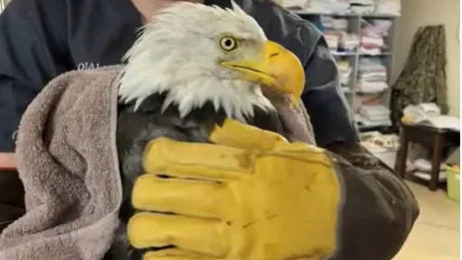 Farewell to Jackie: Big Bear’s Beloved Nest Cam Bald Eagle Passes Away