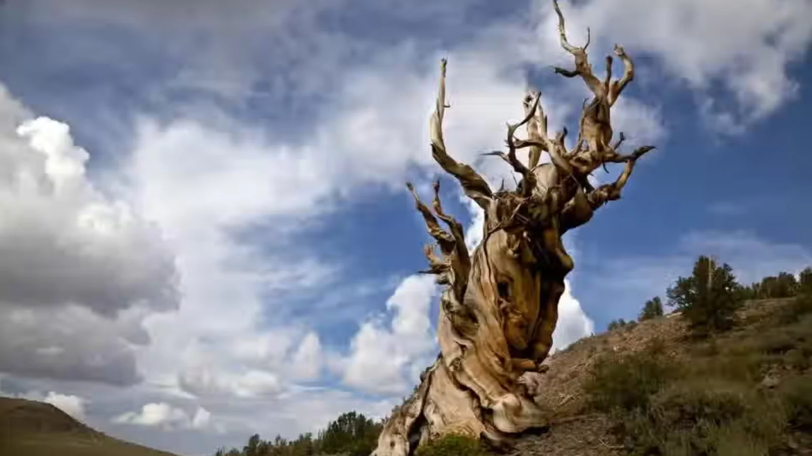 Methuselah: The 4,800-Year-Old Bristlecone Pine That Outlives Empires