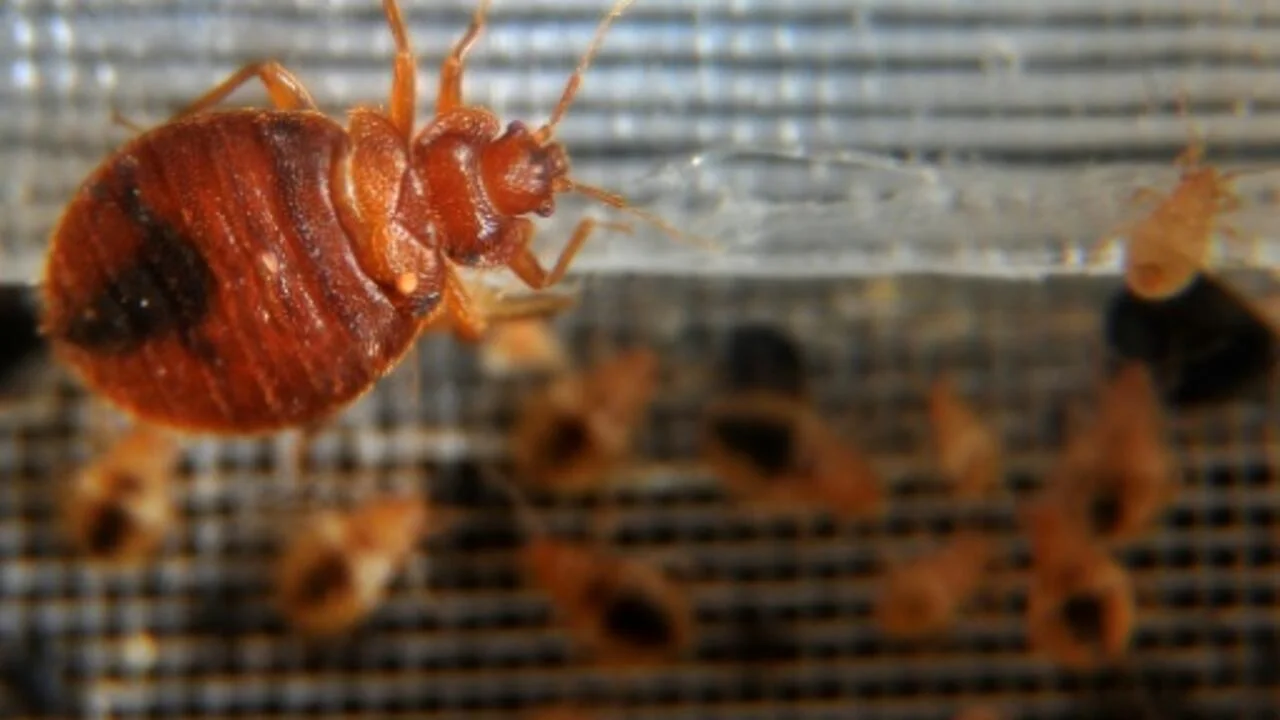 France's Battle Against Bedbugs Intensifies Ahead of Olympics