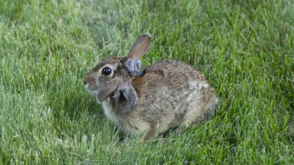 Horned Rabbits in St. Paul: Shope Virus Turns Bunnies into Frankenstein Figures