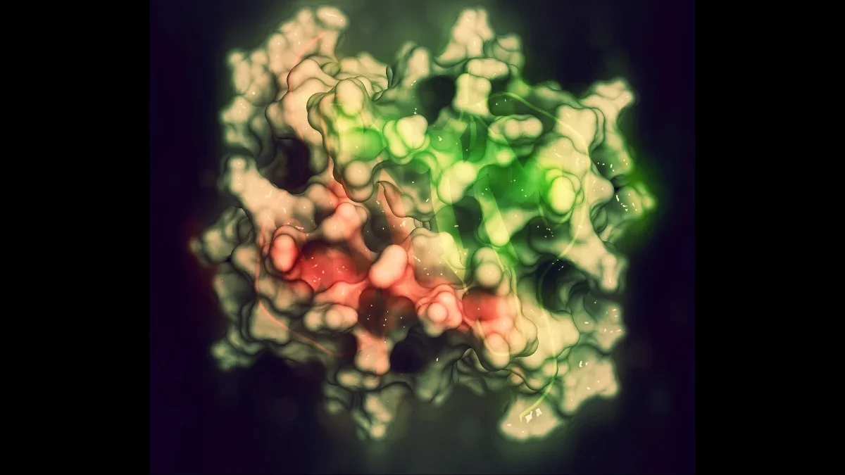 Stabilizing an anti-inflammatory protein boosts strength in aging mice