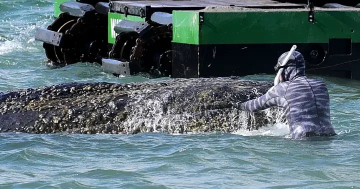 German Millionaires Rally to Rescue Beached Humpback Timmy