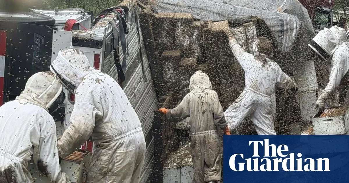 Two Million Bees Loose After Texas Beehive Truck Overturns
