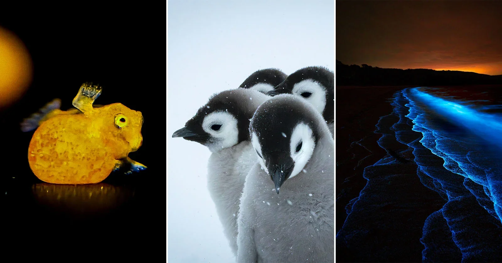 26 Finalists Turn Science Into Art in Beaker Street Photography Prize 2026