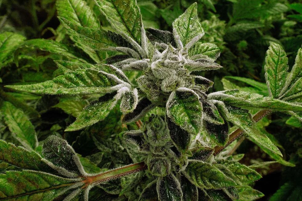 Trump reclassifies state-licensed medical cannabis in landmark policy shift