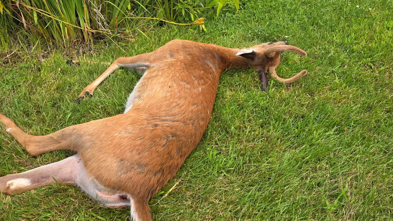 EHD Outbreak Decimates Wisconsin Deer Across SE Counties