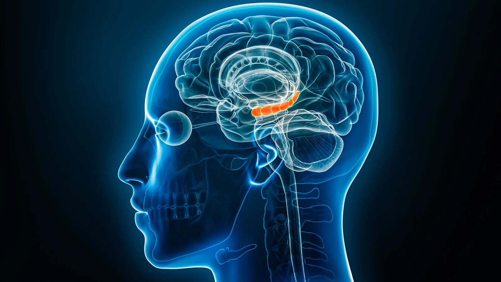 Brain estrogen in both sexes shapes memory's resilience to stress