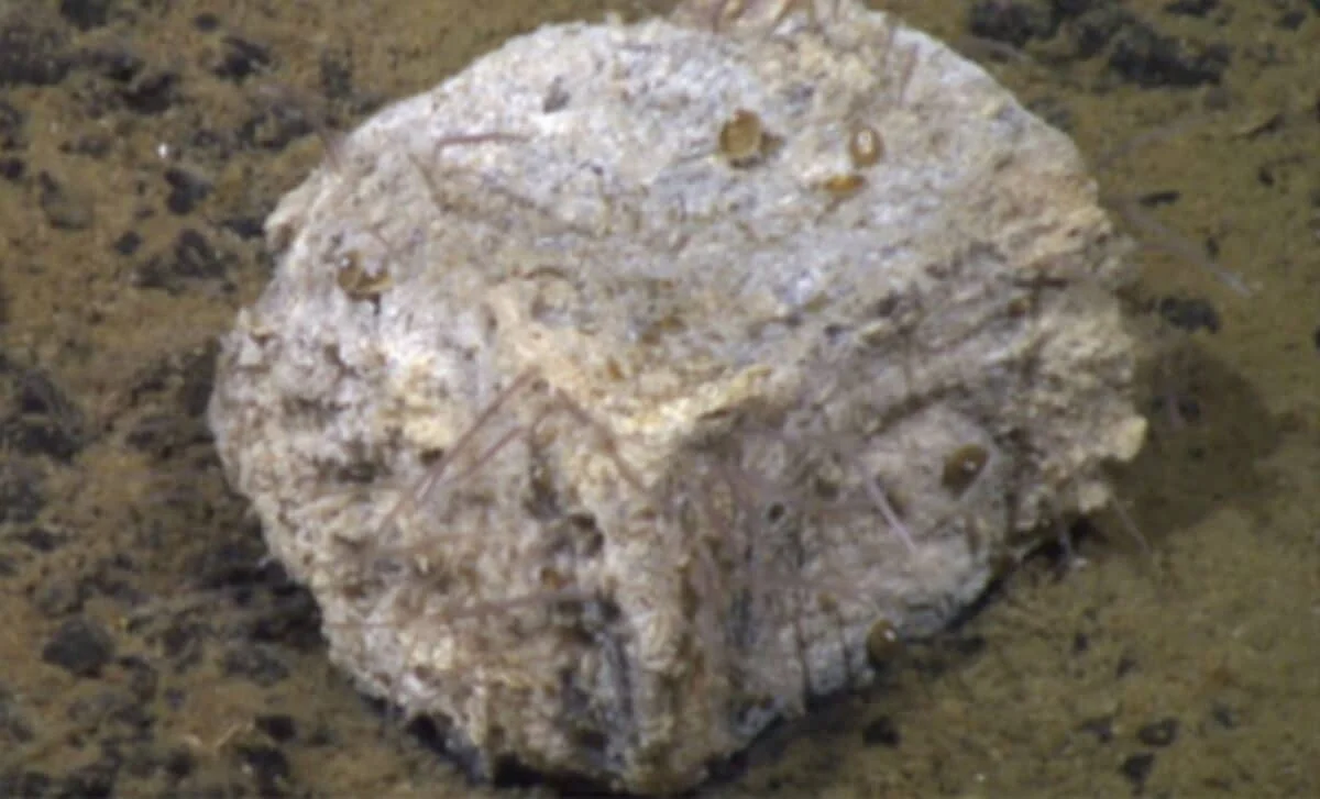 Antarctic Whale Fall Reveals Hidden Deep-Sea Food Web