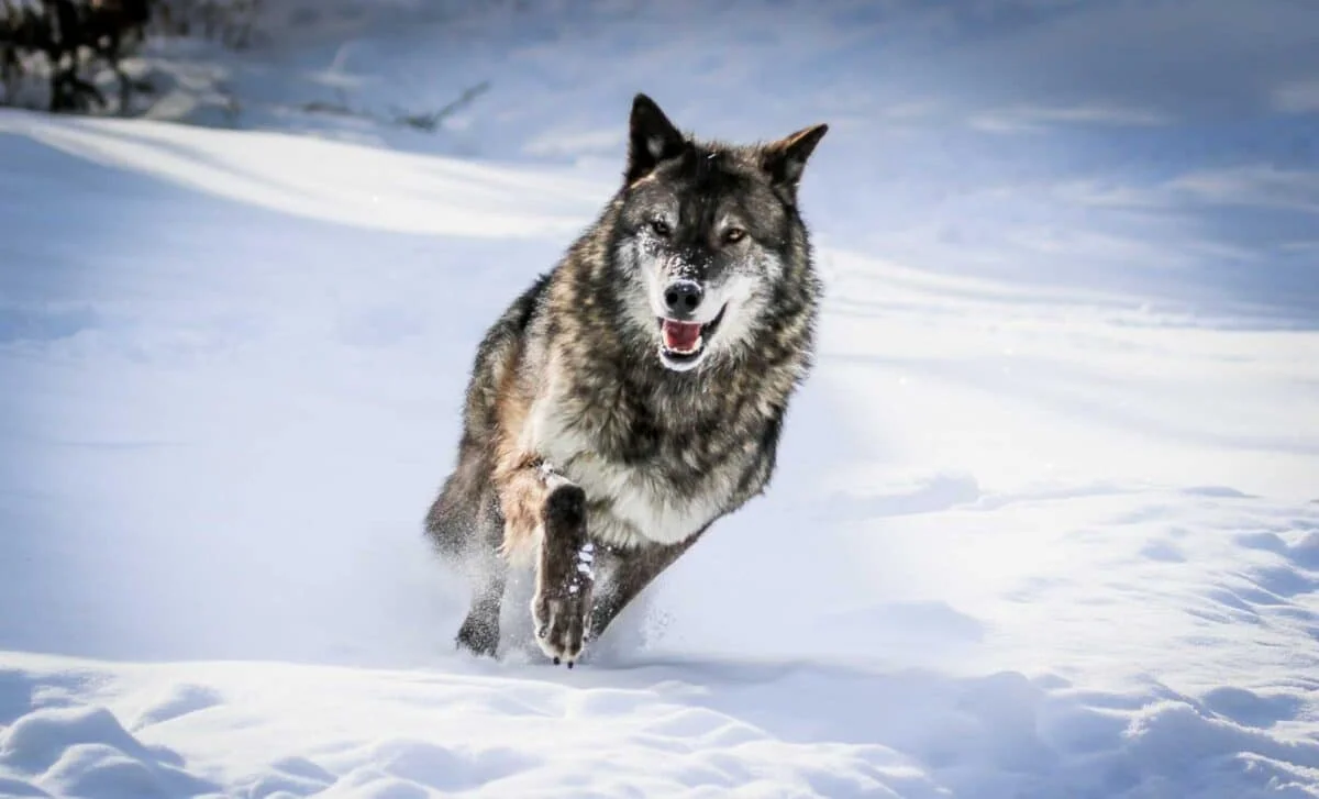 Radiation-Tolerant Wolves in Chernobyl Reveal Rapid Genetic Shifts Tied to Cancer Resistance
