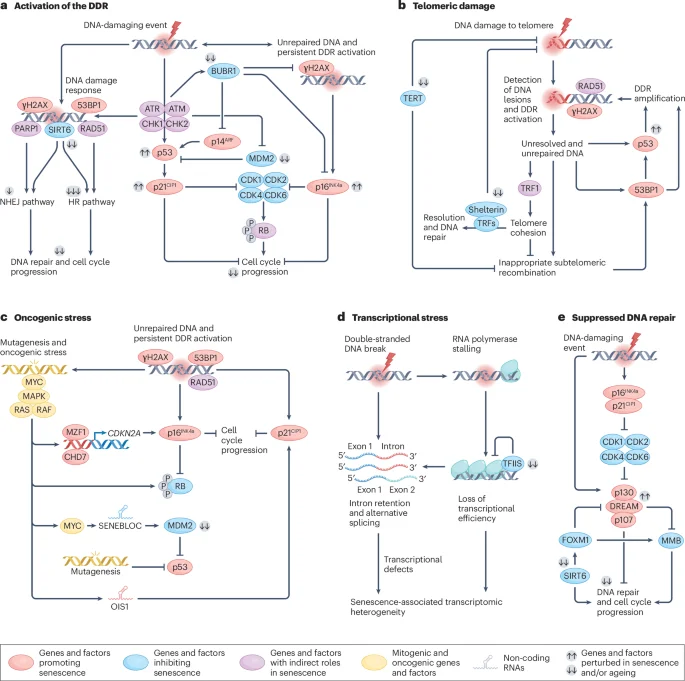 Multi-omic Regulation of Cellular Senescence