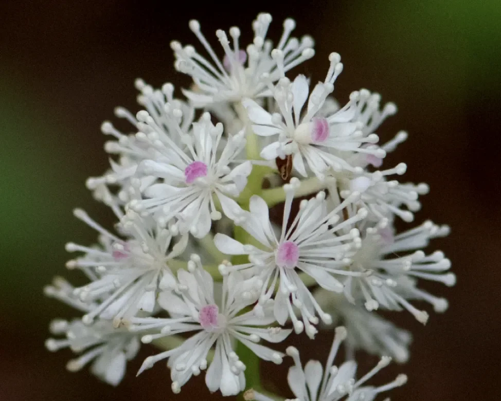 Cornell PhD Student Uncovers New Pink Baneberry Species in New York Forest