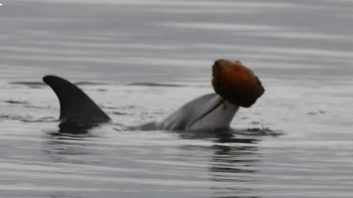 Dolphins Use Seashell Tools to Fish, Calf Copies Tactic in Rare Display