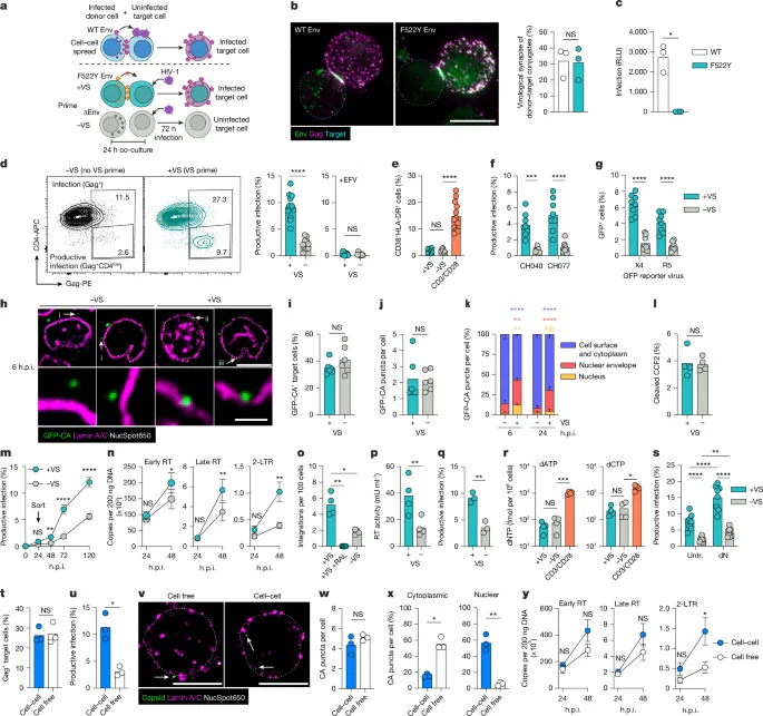 HIV-1 weaponizes T-cell signals to open nuclear pores and infect resting cells