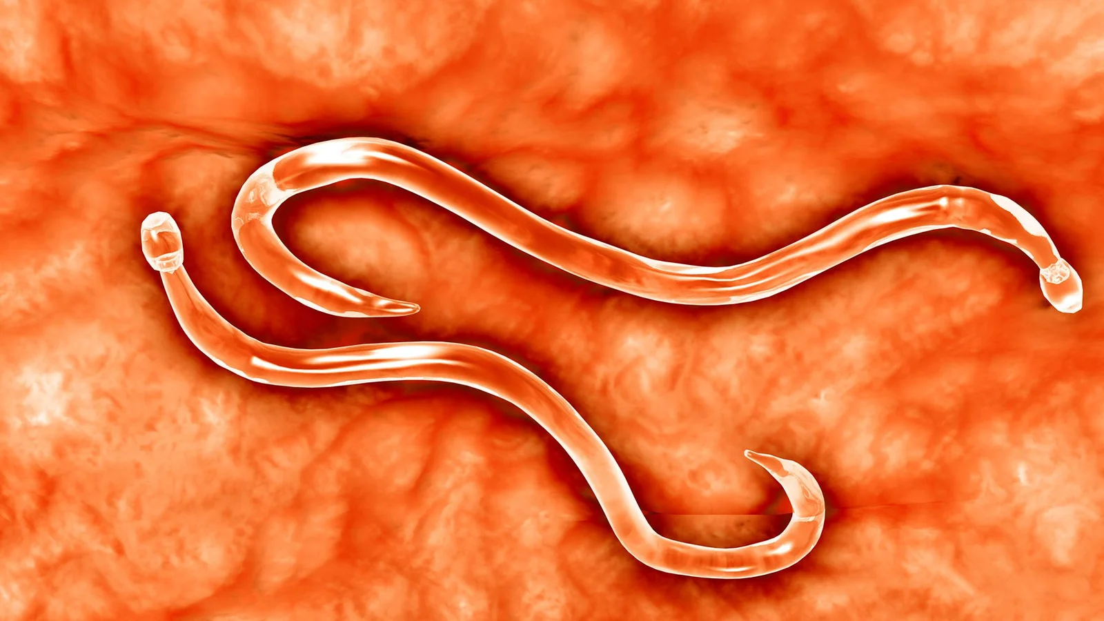 CRISPR-edited hookworms turn into living antidote factories inside the body