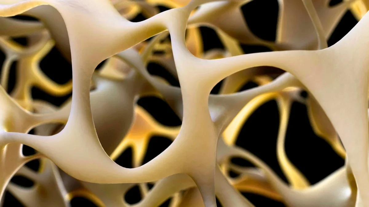 GPR133 Bone Receptor Emerges as Target to Rebuild Osteoporosis-Weak Bones