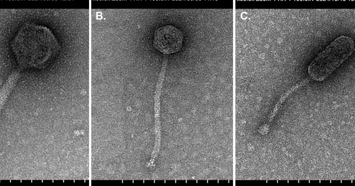 Lone Star Phages: Navy Team Discovers 14 Texas-Named Bacteriophages