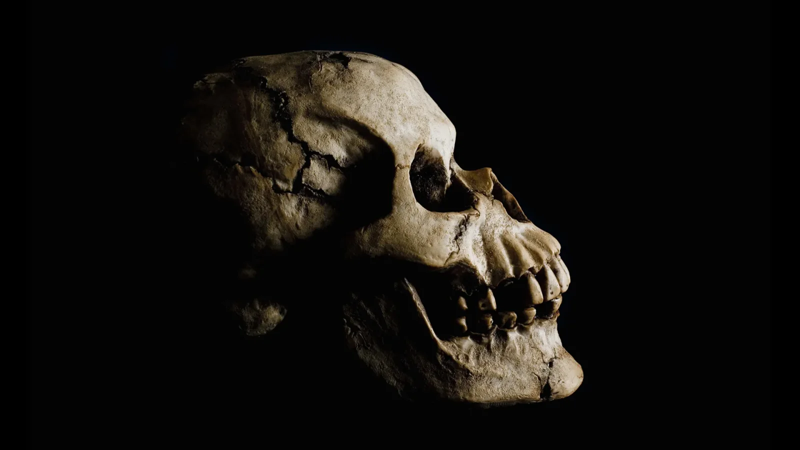 Ancient Coexistence in Ethiopia: Early Homo and Australopithecus Shared the Landscape 2.6–2.8 Ma