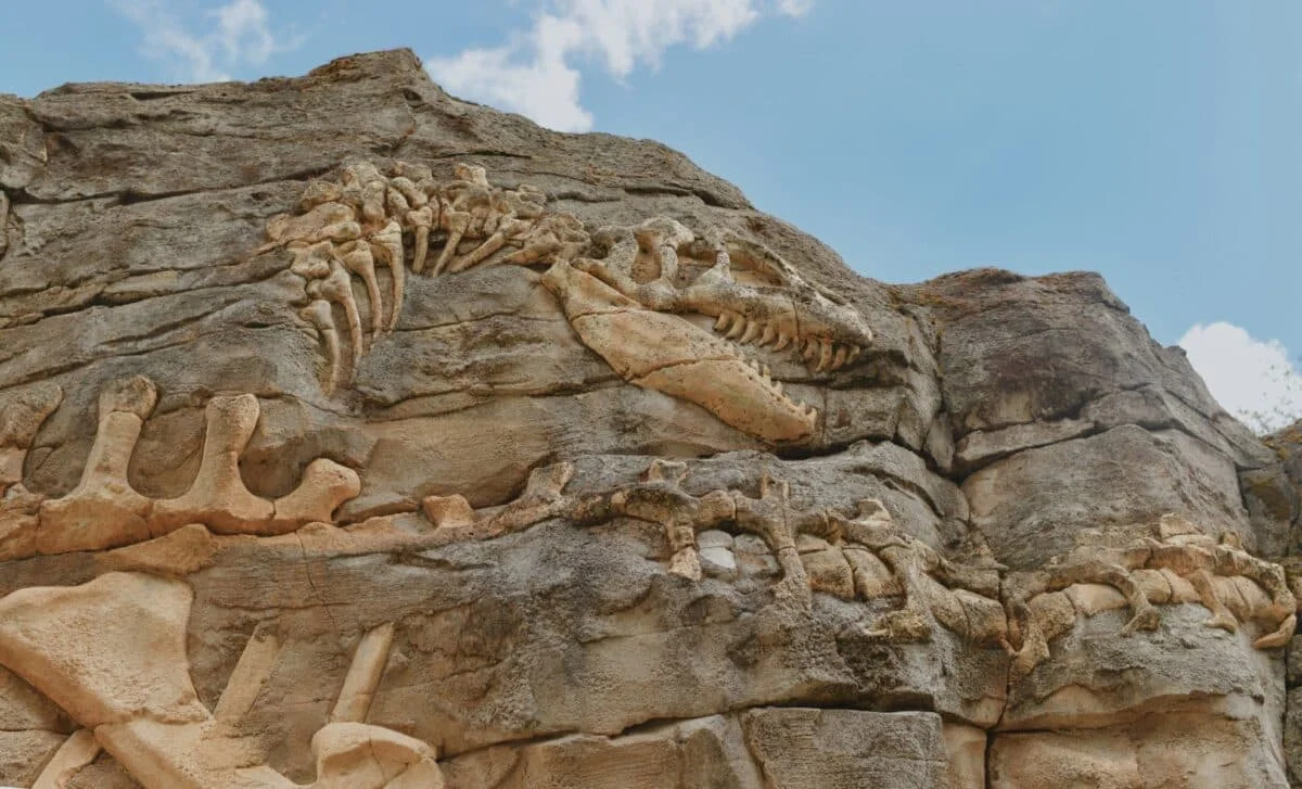 China’s 92-Foot Sauropod Unearthed at a Construction Site Reshapes Jurassic Giants