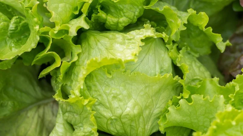 Cyclosporiasis outbreak wanes as recalled iceberg lettuce is pulled from shelves