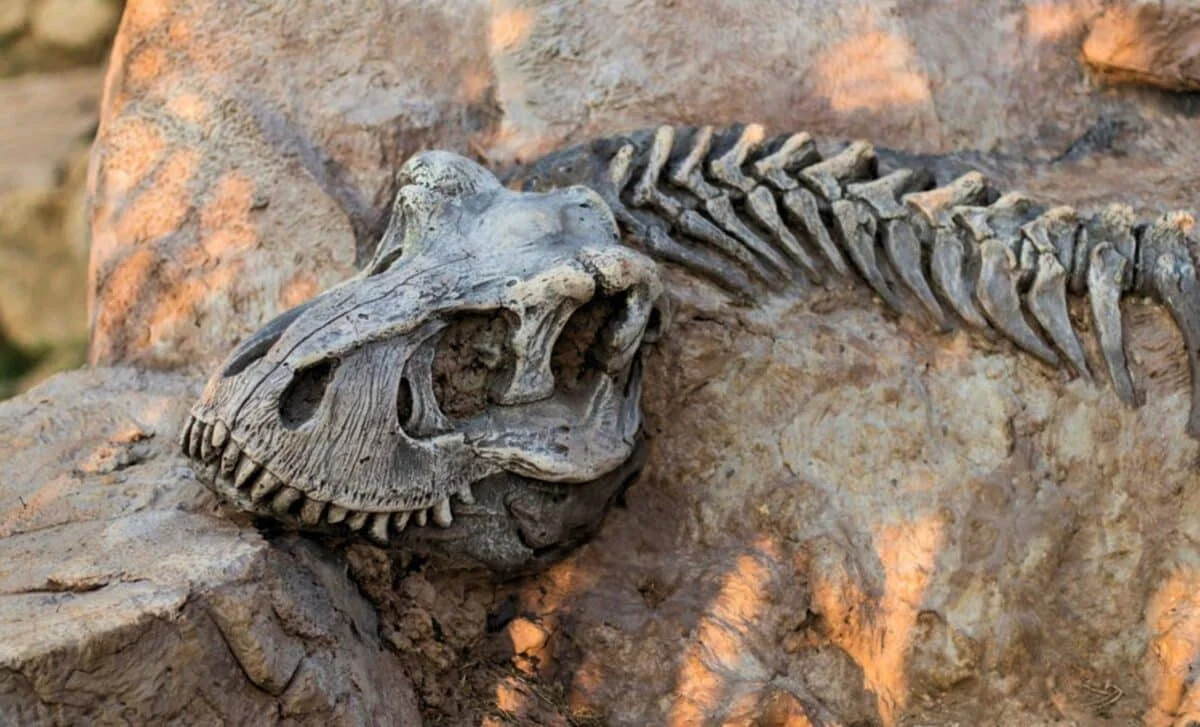 Dinosaur Larynx Fossil Reveals Bird-Like Calls, Not Roars