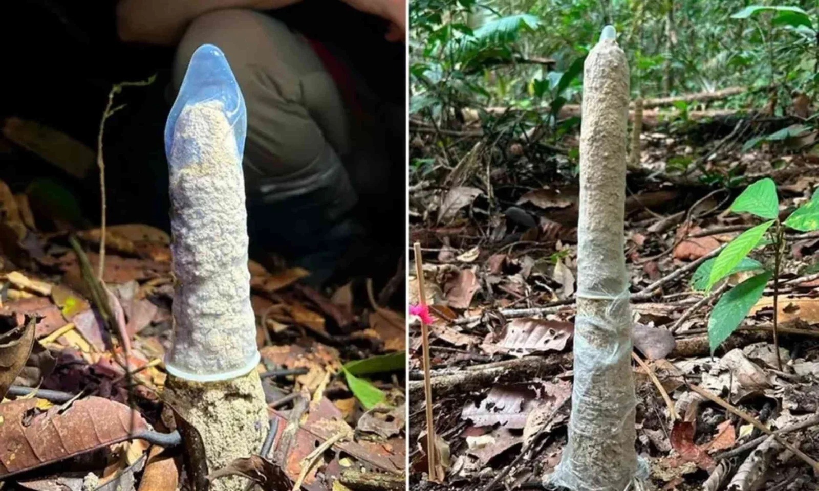 Condoms help scientists decode Amazon cicada mud towers