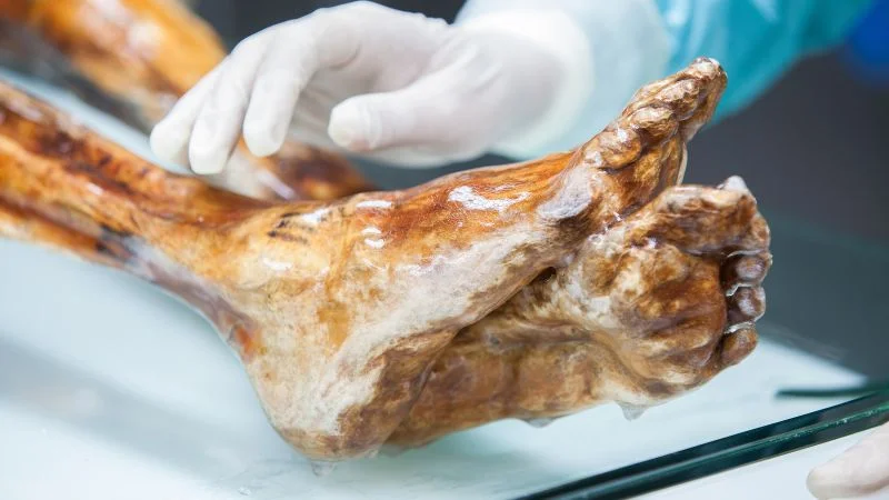 Ötzi’s microbes survive millennia, reshaping view of ancient microbiomes