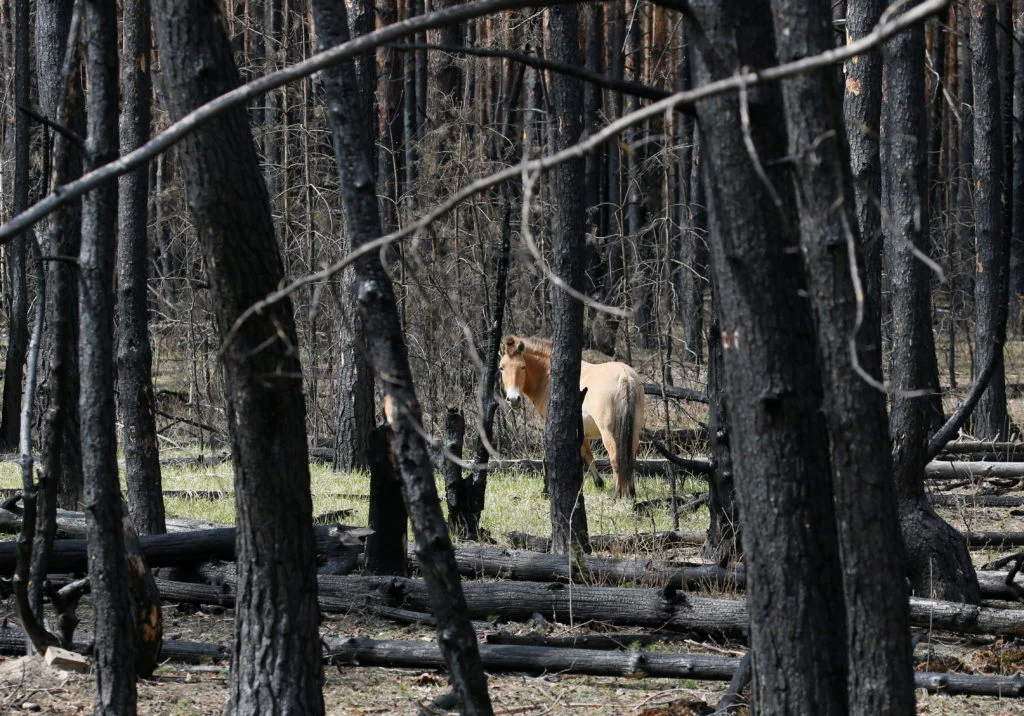 Chernobyl's Exclusion Zone Becomes a Refuge for Wildlife