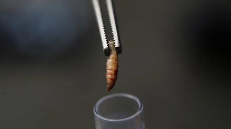 Screwworm comeback tests U.S. livestock defenses