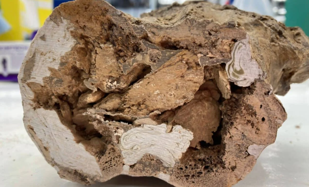 66-Million-Year-Old Dino Bone Reveals Surviving Collagen