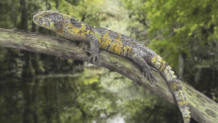 France Fossil Pushes Back Pan-Shinisaur Origins to 83 Million Years Ago