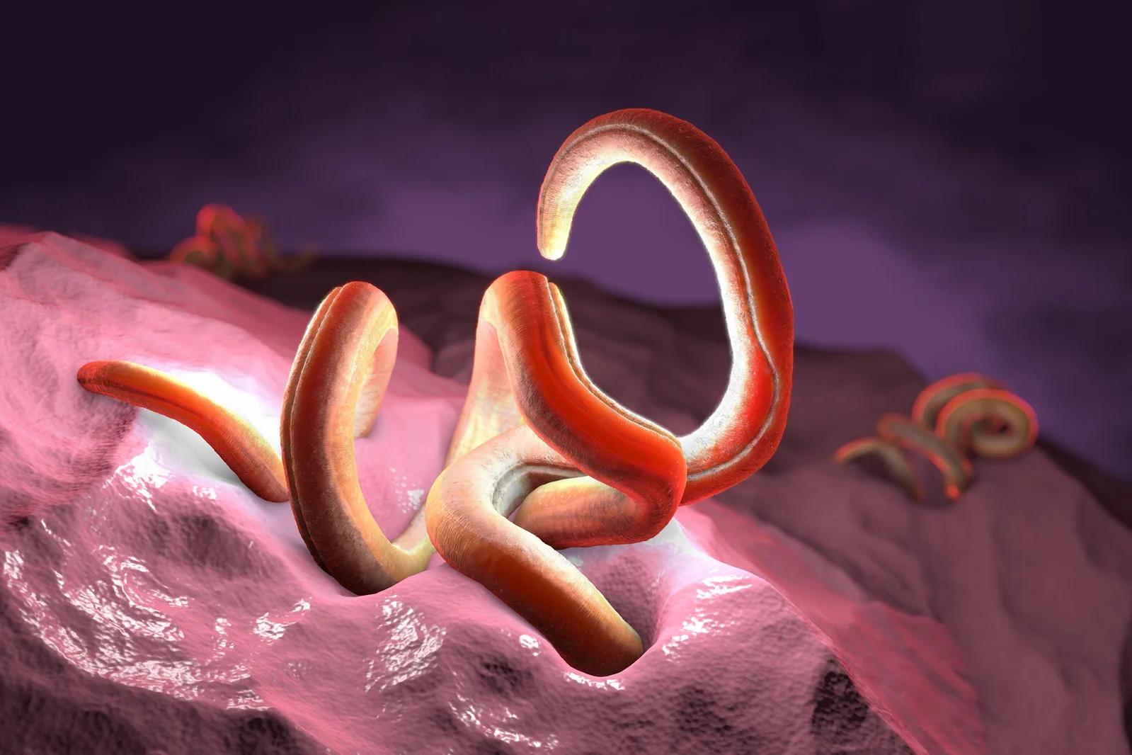 Fiber Determines Whether Healing Worms Calm Inflammation
