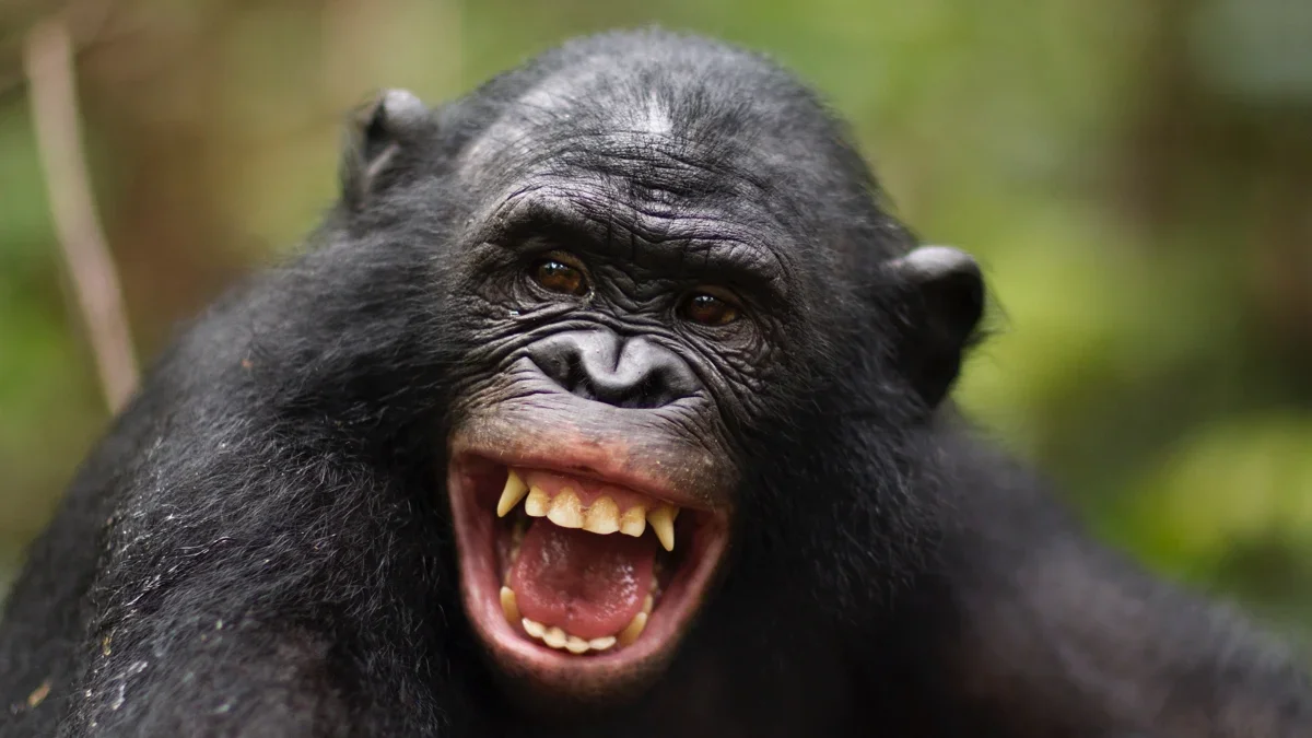 Laughs Across Evolution: Humans and Apes Share Similar Giggle Rhythm