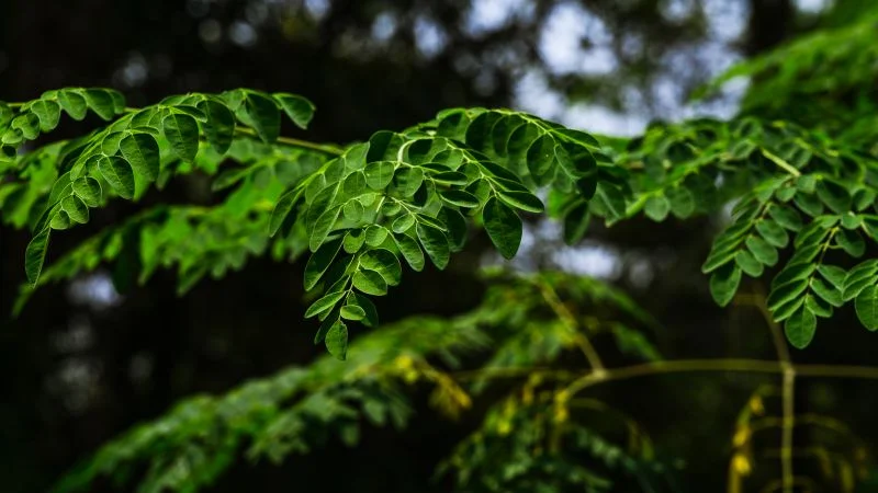 Moringa seeds clean tap water by removing nearly all microplastics in lab study