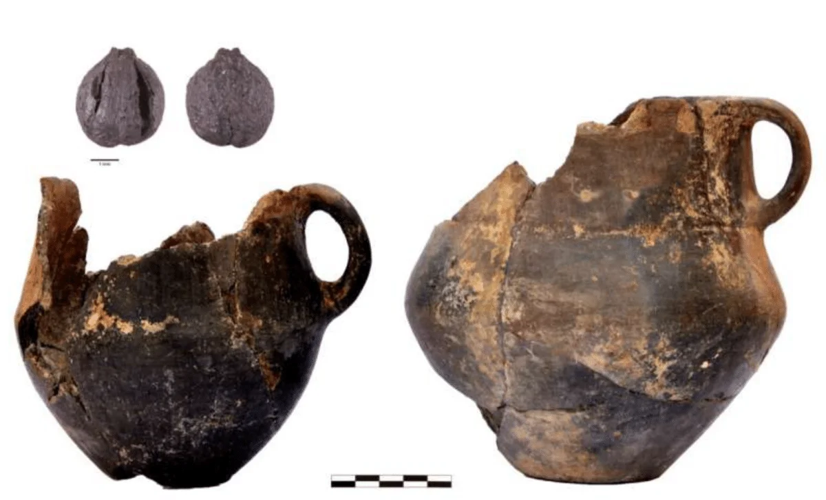 Bronze Age Caucasus Reveals Everyday Diet: Dairy, Grapes, and Millet