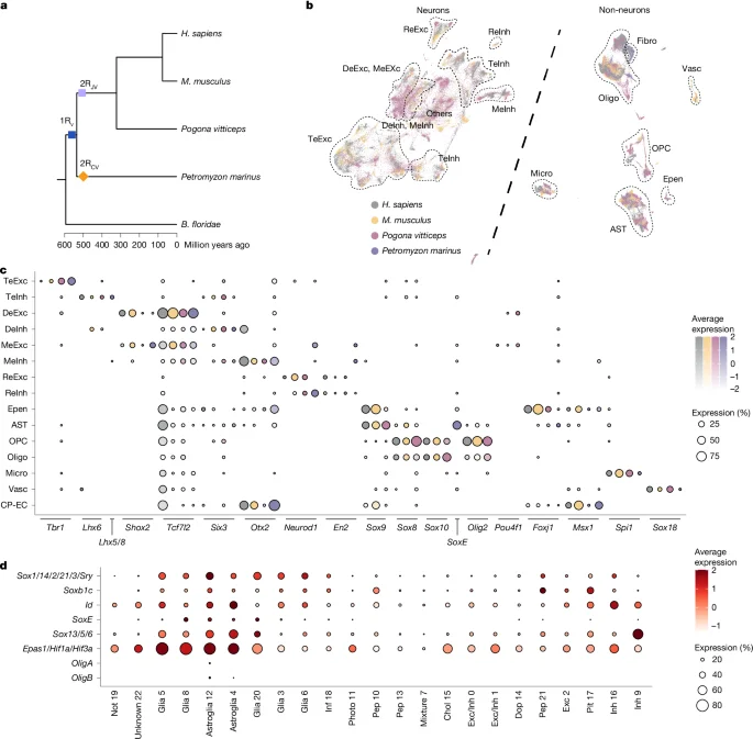 Early genome duplications expanded vertebrate brain cell diversity