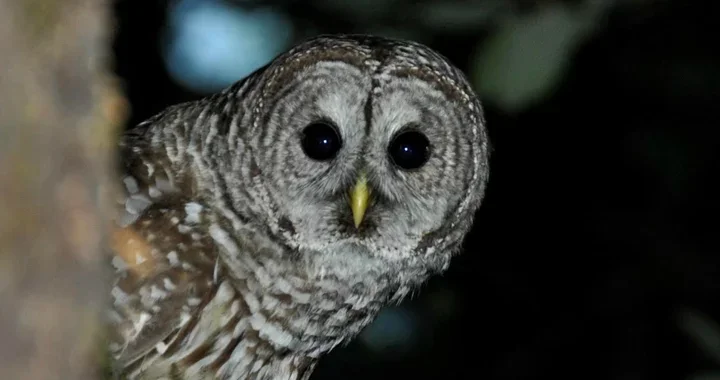 Removing Barred Owls Frees Old-Growth Habitat for California Spotted Owls