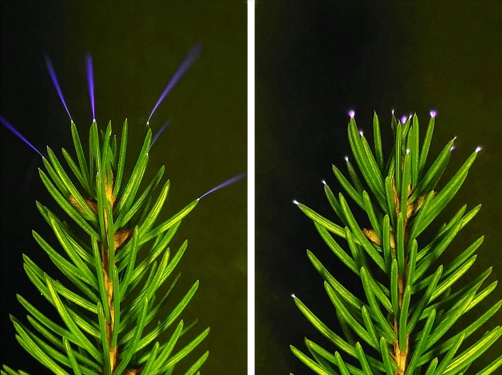Storms reveal glowing treetops as corona discharges are captured on camera