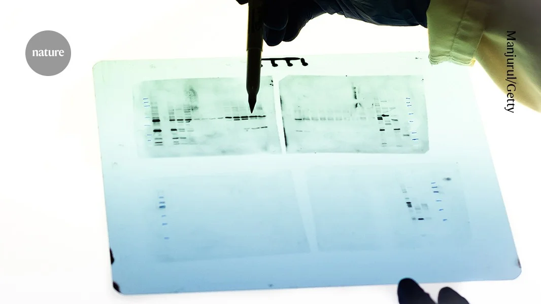 Thousands of dubious antibody validation images spark industry-wide scrutiny