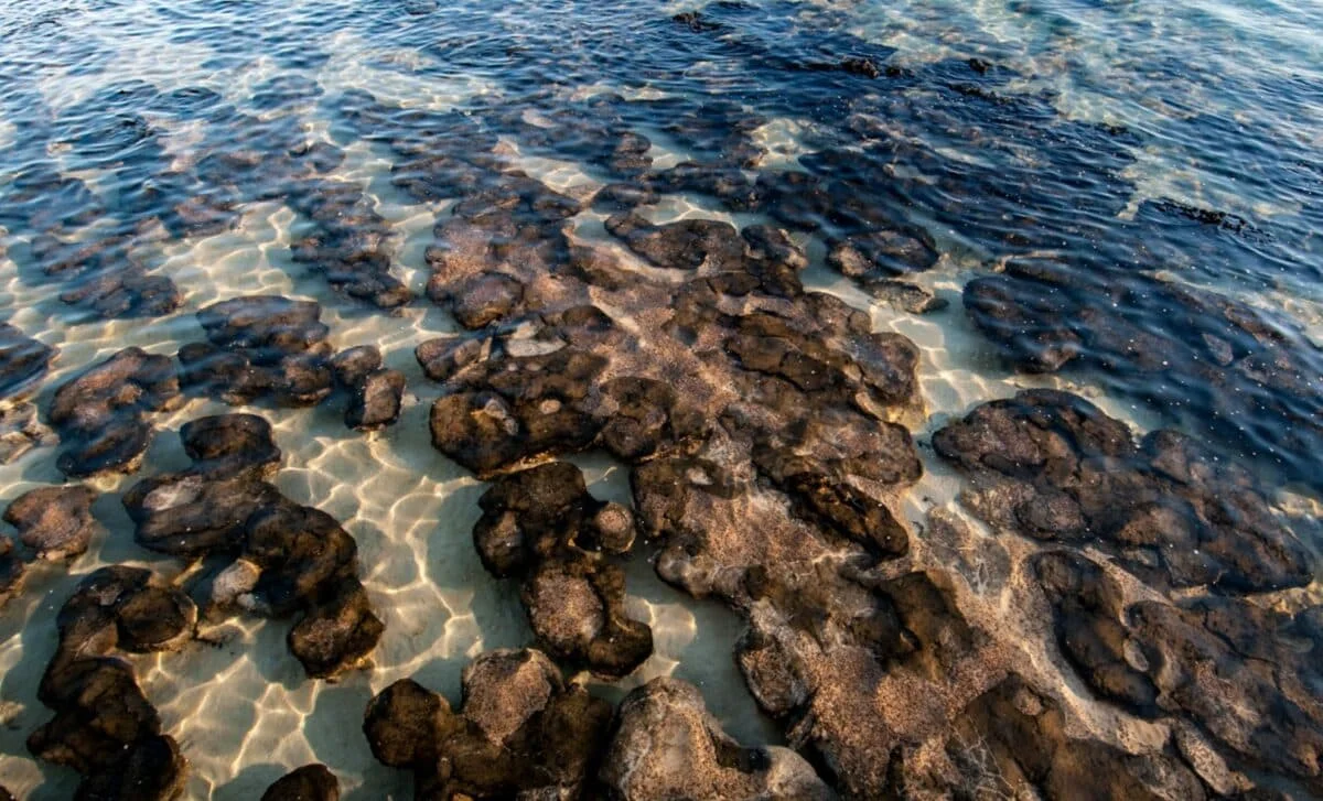 Ancient Microbes Found in Asteroid-Created Lakes Hint at Early Earth Oxygen Niches