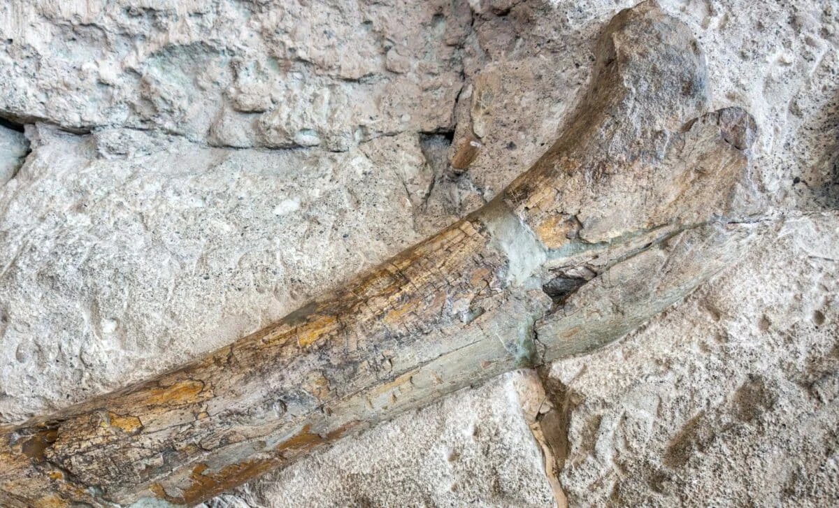 New Mexico tibia hints at an earlier, giant tyrannosaur lineage in North America