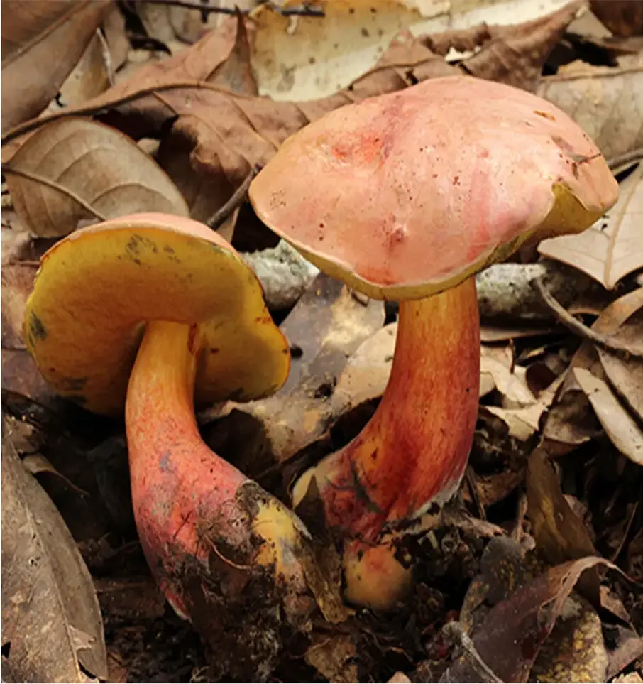Tiny-people visions traced to a mushroom's novel psychedelic
