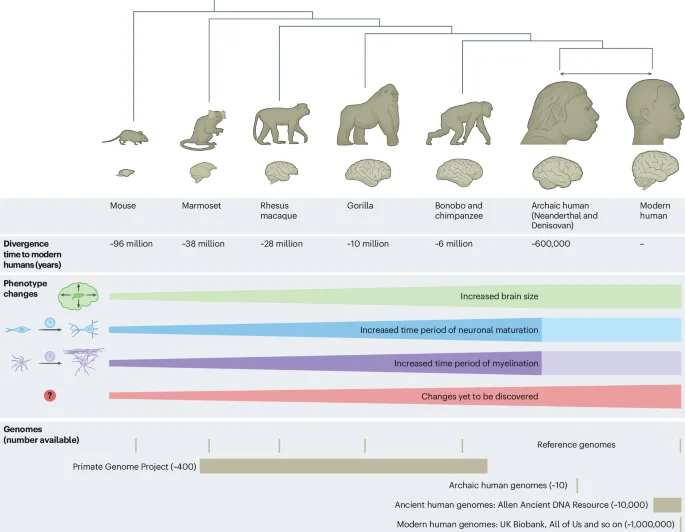 A genome-first view of how the human brain evolved