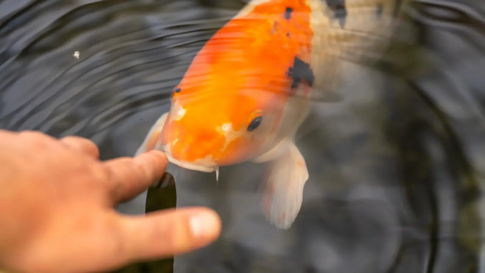 Public Etiquette at the Resort: Woman Confronts Stranger About Touching Koi