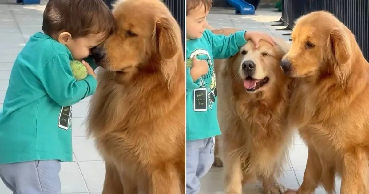 Gentle Golden Retrievers Share Love With Ball-Holding Toddler