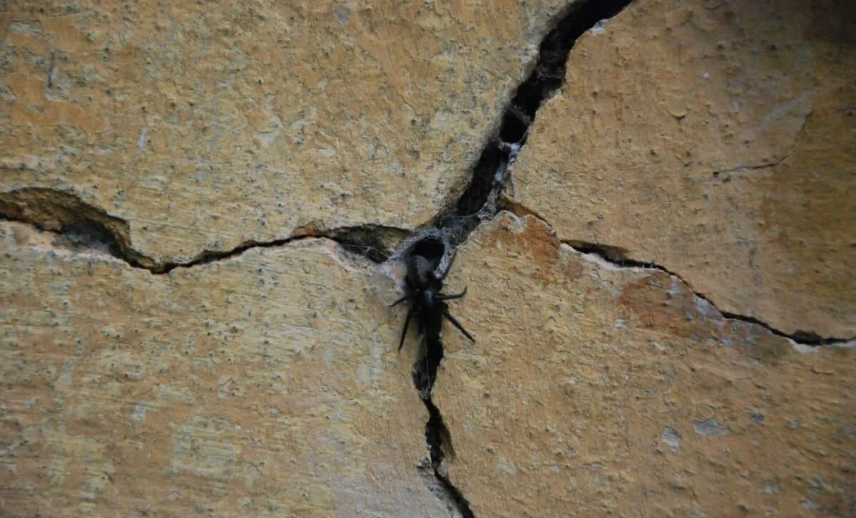Tiny Wall-Dwelling Spider Hunts Prey Six Times Its Size