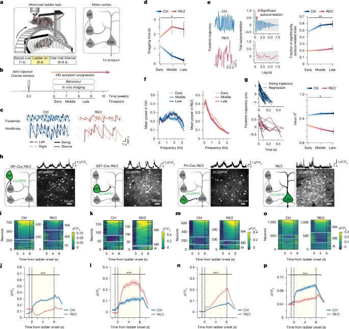 VIP interneuron activation restores motor function in Huntington’s disease model