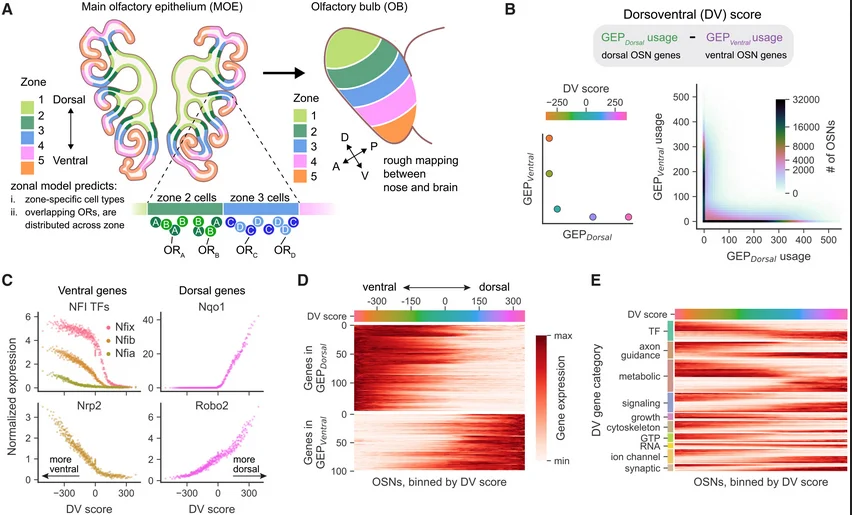 Nose-to-Brain Topography: Olfactory Wiring Is Systematically Mapped