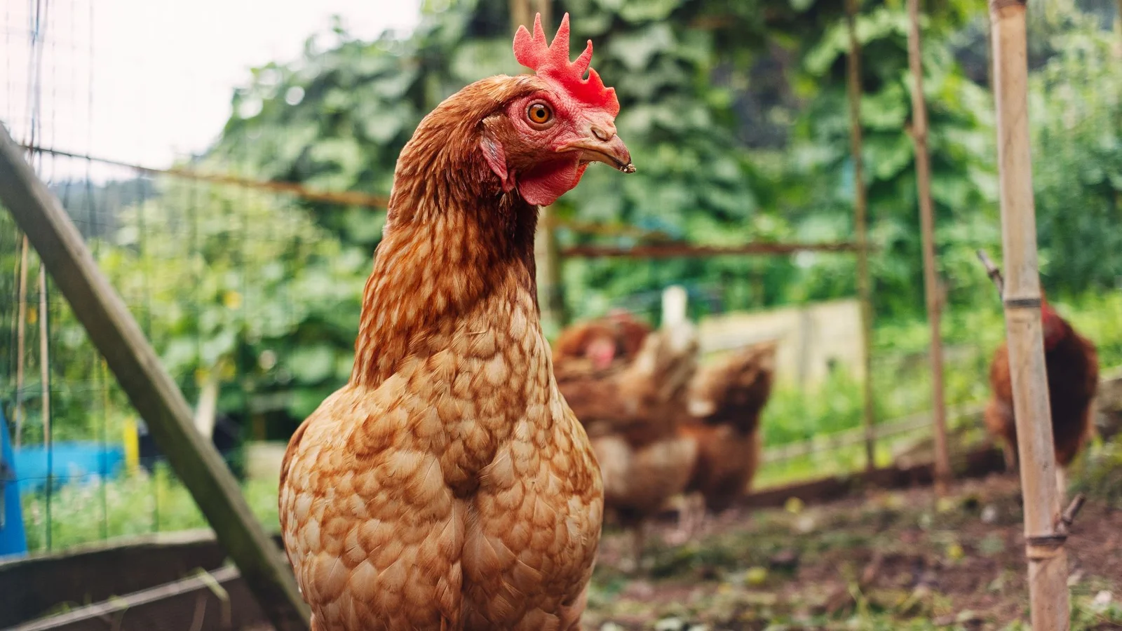 Headless Chickens: What the Science Really Says