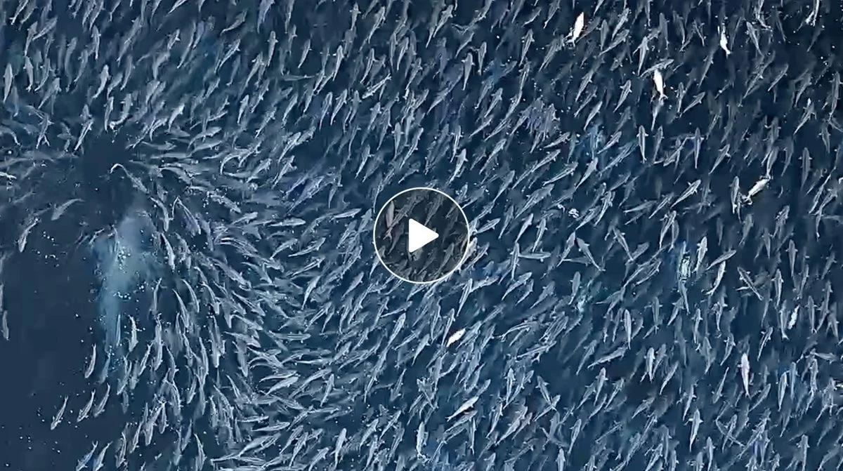 Great White Emerges from Salmon Swarm: Dramatic Drone Footage at Jervis Bay
