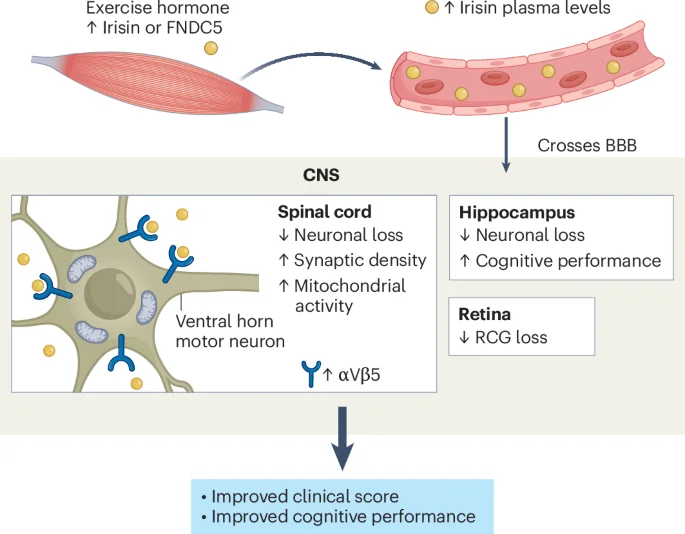 Muscle hormone irisin may shield neurons in MS, study suggests